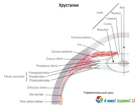 עדשה גבישית. מבנה העדשה הגבישית.