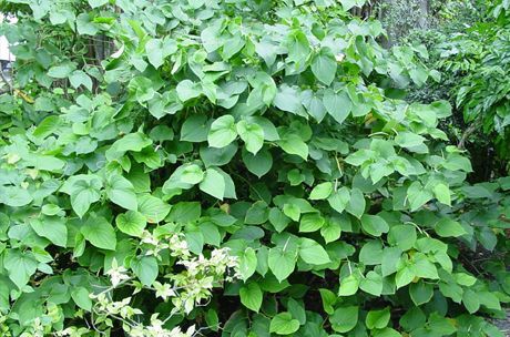 קאווה מופקת משורש של שיח (Piper methysticum)