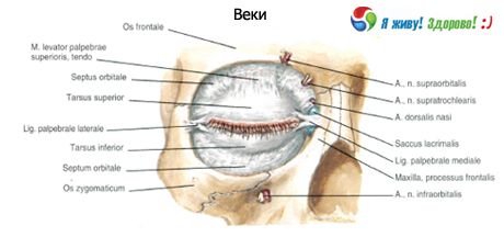 עפעפיים